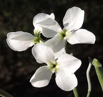 Weiße, ungefüllte Blüten einer Garten-Levkoje in Großaufnahme