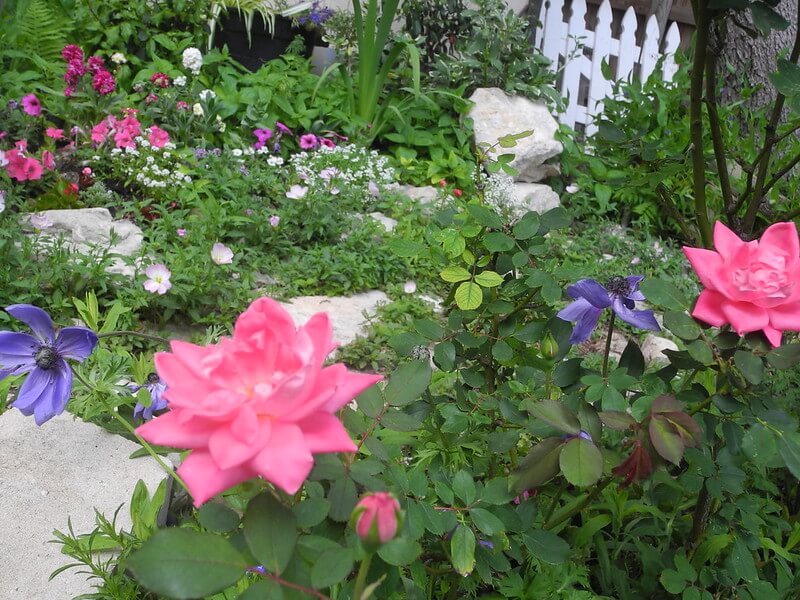 Levkojen mit Rosen und weiteren Sommerblumen im Gartenbeet mit einem weißen Zaun