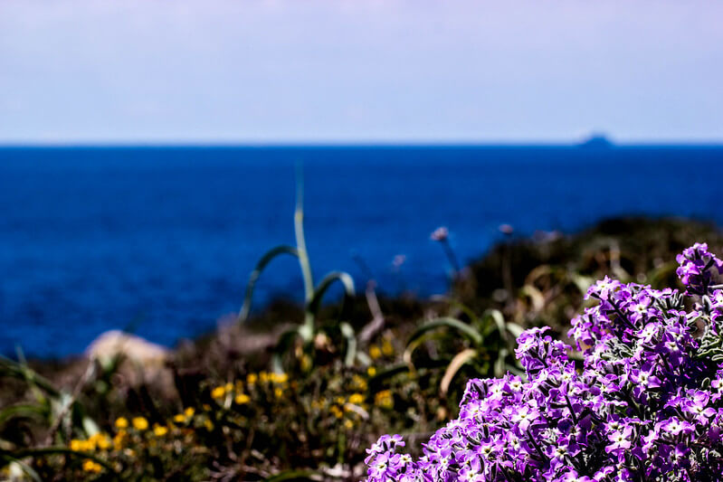 Blick auf violett-weiße Levkojen am Strand mit dem Mittelmeer im Hintergrund.