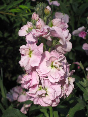 ein Blütenstand von Matthiola in rosa