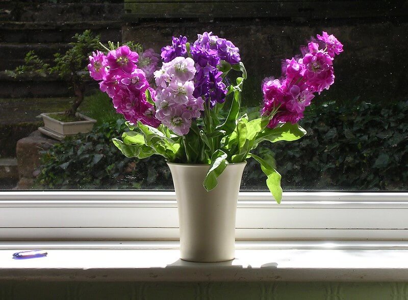 Auf einer Fensterbank stehen rosa und violette Levkojen Schnittblumen in einer weißen Vase