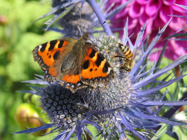 Auf den Blütenständen von Alpen Mannstreu sitzen ein Schmetterling und eine Honigbiene