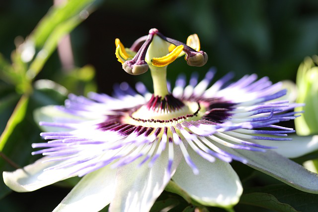 Eine Passionsblume mit leeren Staubbeuteln und gesenkten Griffeln