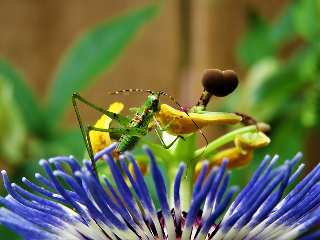 Eine Heuschrecke sitzt auf der Blüte einer Passionsblume und frisst Pollen von den Staubblättern