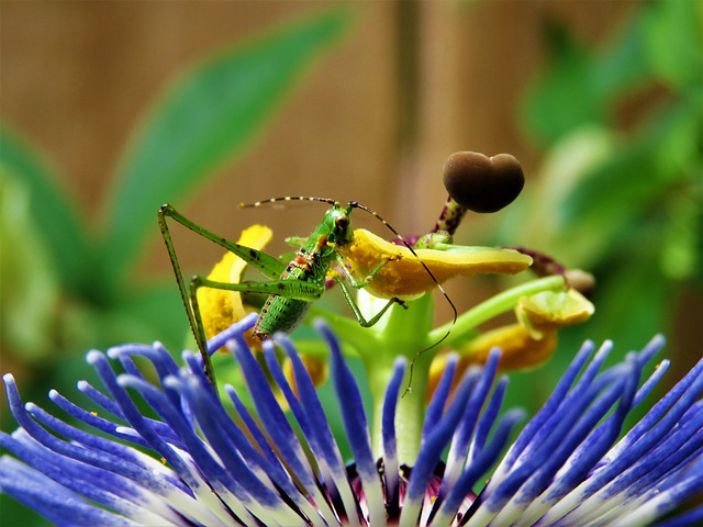 Heuschrecke auf Passionsblume