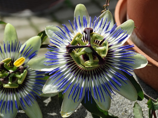 Die Blüte einer Blauen Passionsblume als Nahaufnahme
