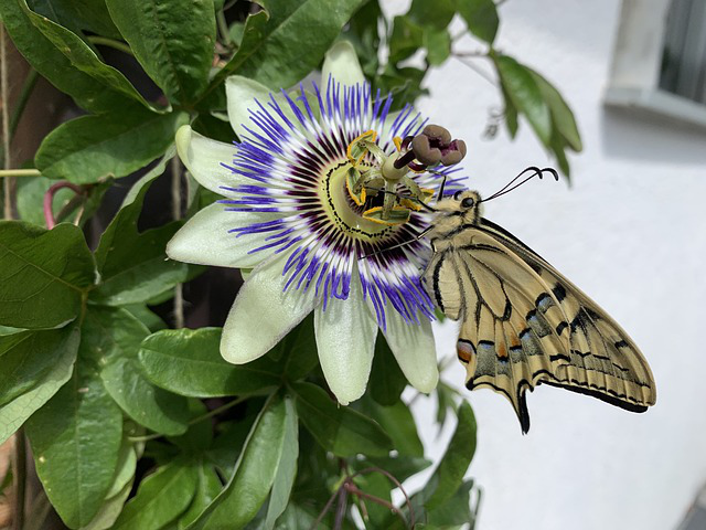 Schmetterling auf Passionsblume