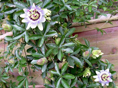 Eine Passionsblumen-Kletterpflanze blüht an der Hausfassade.