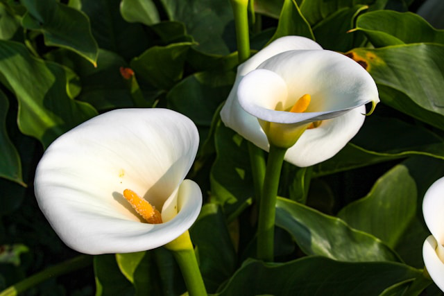 Nahaufnahme von zwei Calla palustris mit weißen Blüten