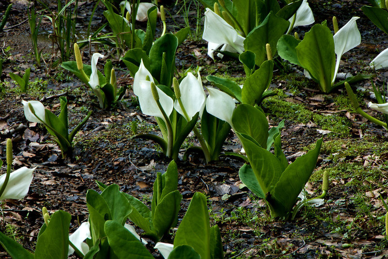 Im sumpfigen Boden gedeihen zahlreiche Weiße Scheincalla mit weißen Hochblättern.