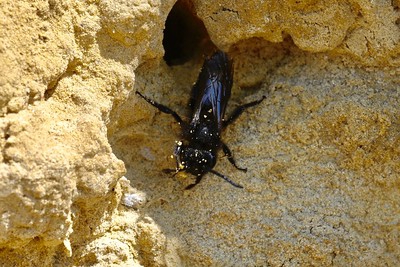 Schwarze Köhlersandbiene, Andrena pilipes am Nesteingang