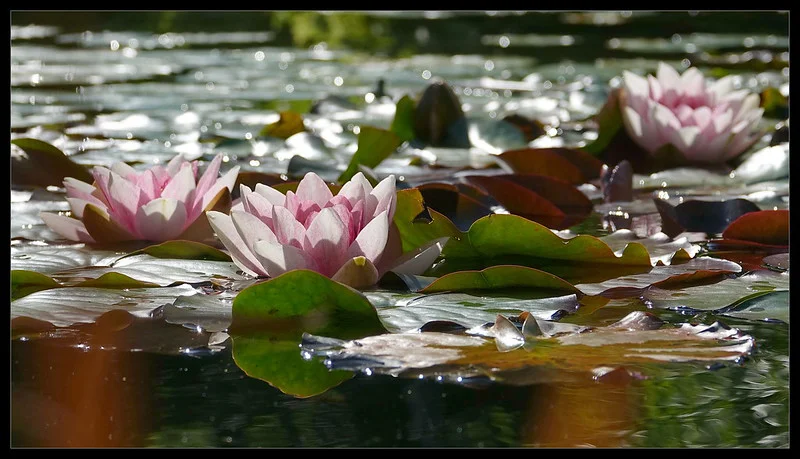 Blühende, rosafarbene Seerosen mit Blättern auf einem Gartenteich