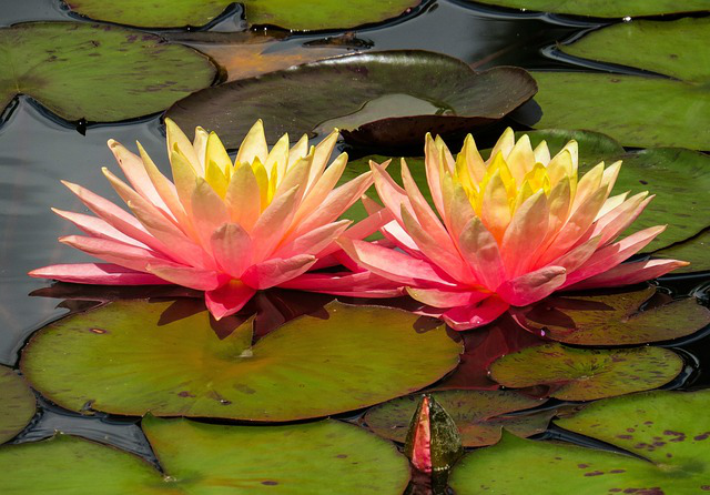 Zwei wunderschöne Seerosen auf dem Gartenteich