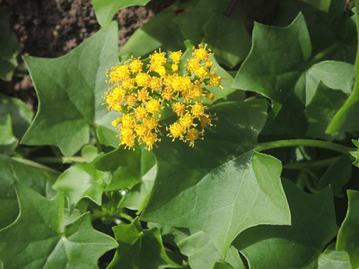 Sommerefeu mit gelben Blüten