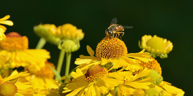 Eine Biene sitzt auf einer Sonnenbraut Blüte