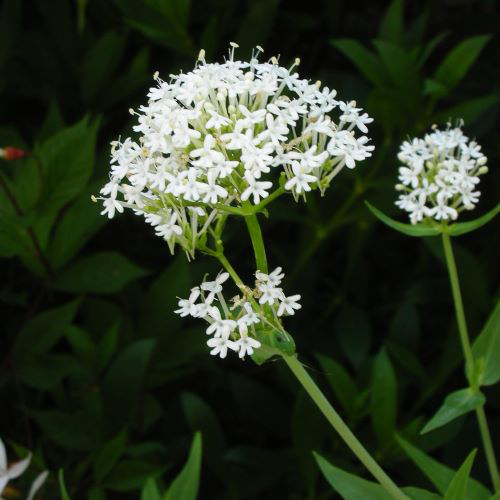 Centranthus ruber der Sorte Albus in Großaufnahme