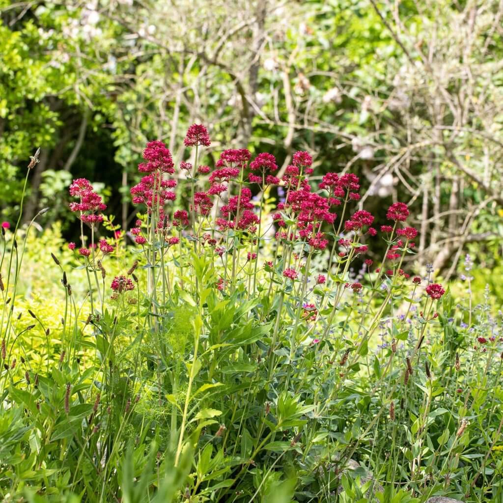 Centranthus ruber Sorte Coccineus im Beet