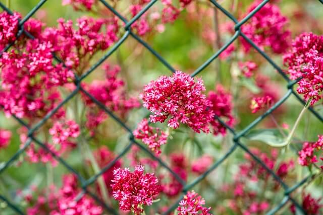 Am grünen Maschendrahtzaun blühen Rote Spornblumen