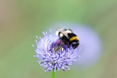 Hummel sitzt auf einer Blüte von Teufelsabbiss