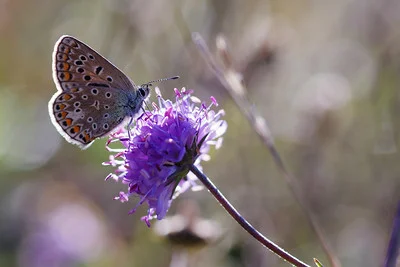 Schmetterling sitzt auf einer Blüte von Teufelsabbiss