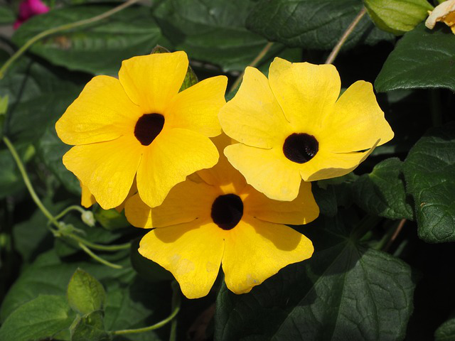 3 Blüten der Schwarzäugigen Susanne Thunbergia alata im Sonnenschein