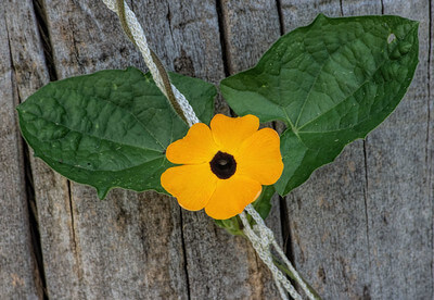 Eine orange-gelbe Blüten der Schwarzäugigen Susanne am Seil mit zwei Blättern vor einer Holzwand