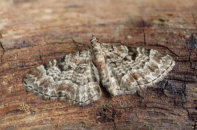 Tannenzapfen-Blütenspanner (Eupithecia abietaria)