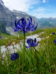 Drei blaue Blüten der Kugeligen Teufelskralle in einer Wiese vor Bergkulisse