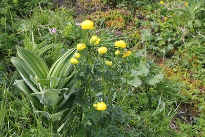 Ein kleiner Horst Trollblumen steht mit anderen Alpenpflanzen am Gebirgsbach