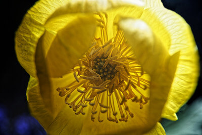 Blick in die geöffnete Blüte einer Trollblume