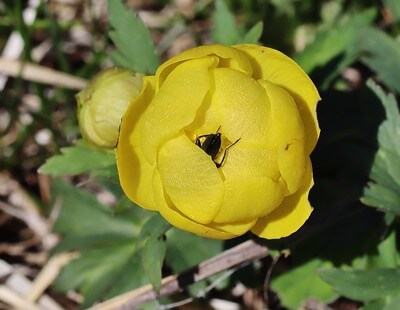 Ein Käfer quetscht sich zwischen den geschlossenen Blütenblättern einer Trollblume ins Innere.