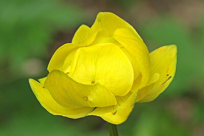 Die halb geöffnete Blüte einer Trollblume