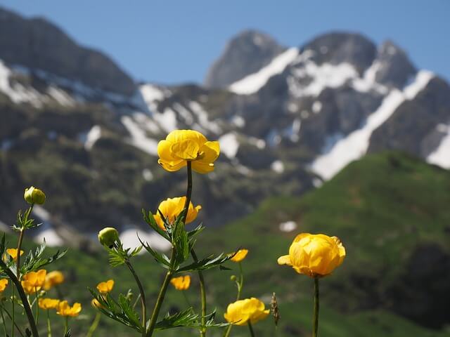 Ein kleiner Horst mit Trollblumen vor der Bergkulisse.