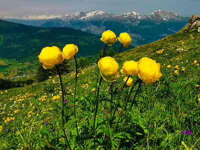 Trollblumen in einer Wiese am Berghang vor einer Bergkulisse.
