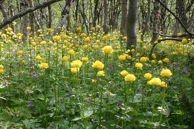Eine Trollblumen-Kolonie im lichten Wald.