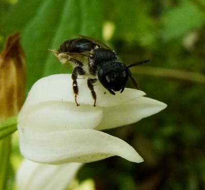 Eine Biene sitzt auf der Blüte eines Waldvögleins.