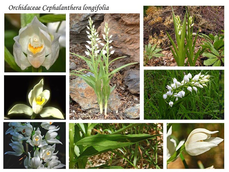 Eine Collage mit Bildern der verschiedenen Pflanzenteile des Langblättrigen Waldvögleins.