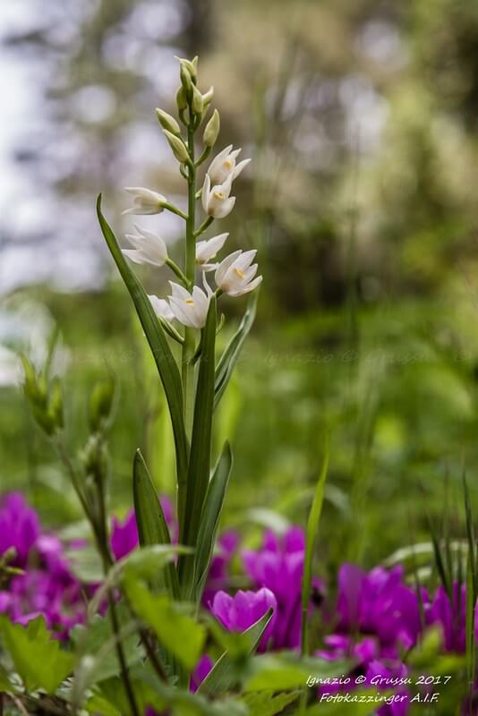 Langblättriges Waldvöglein mit teilweise geöffneten Blüten und mehreren Knospen inmitten blühender, violetter Krokusse.