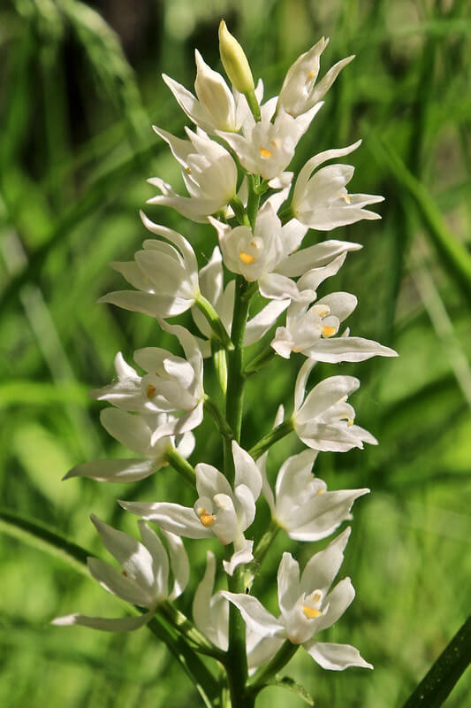 Ein Weißes Waldvöglein in voller Blüte und in Nahaufnahme.