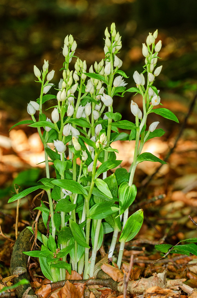 Im Wald blühen mehrere Weiße Waldvöglein mit überwiegend geschlossenen Blüten