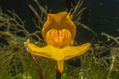 Die gelbe Blüte eines Wasserschlauchs in Nahaufnahme