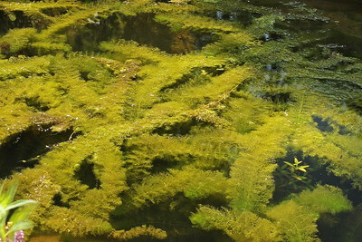 Sehr viele große, grüne Fangblätter eines Wasserschlauchs Unterwasser.