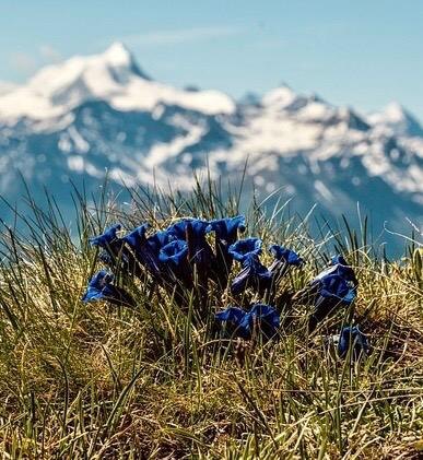 Blauer Enzian gedeiht hoch oben im Berg mit verschneiten Gipfeln im Hintergrund.