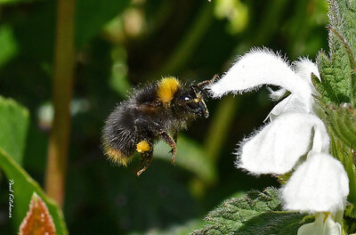 Wiesenhummel fliegt auf eine weiße Blüte zu.