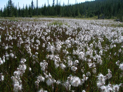 Eine große Fläche ist bewachsen mit Schmalblättrigen Wollgräsern, die ihre weißen Samenstände tragen.