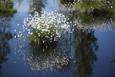 Ein Horst aus Scheidenwollgras mit weißen Samenständen gedeiht im niedrigen Wasserspiegel.