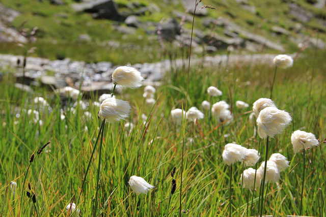 Wollgras auf einer Bergwiese bei starkem Wind