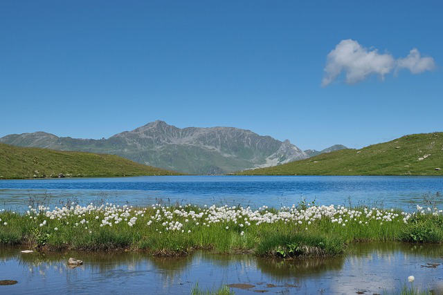 Ein Horst aus Scheidenwollgras mit weißen Samenständen gedeiht im niedrigen Wasserspiegel.