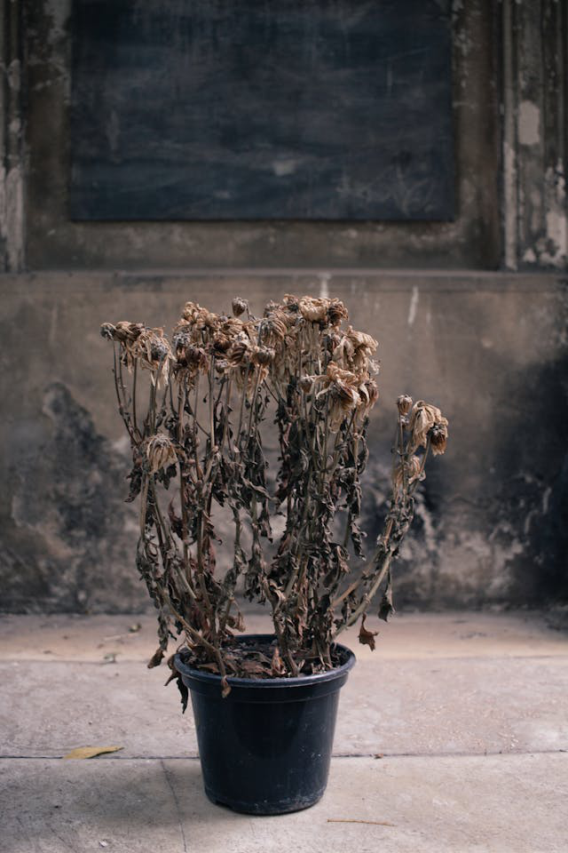 Abgestorbene Topfpflanze mit Wurzelfäule (Pythium)