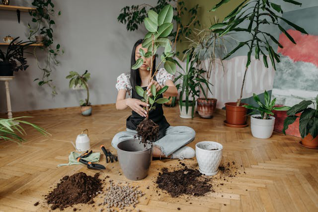 Frau sitzt auf dem Boden und hebt eine Pflanze aus dem Topf zum Umtopfen. Erde und Drainagematerial liegen auf dem Boden griffbereit